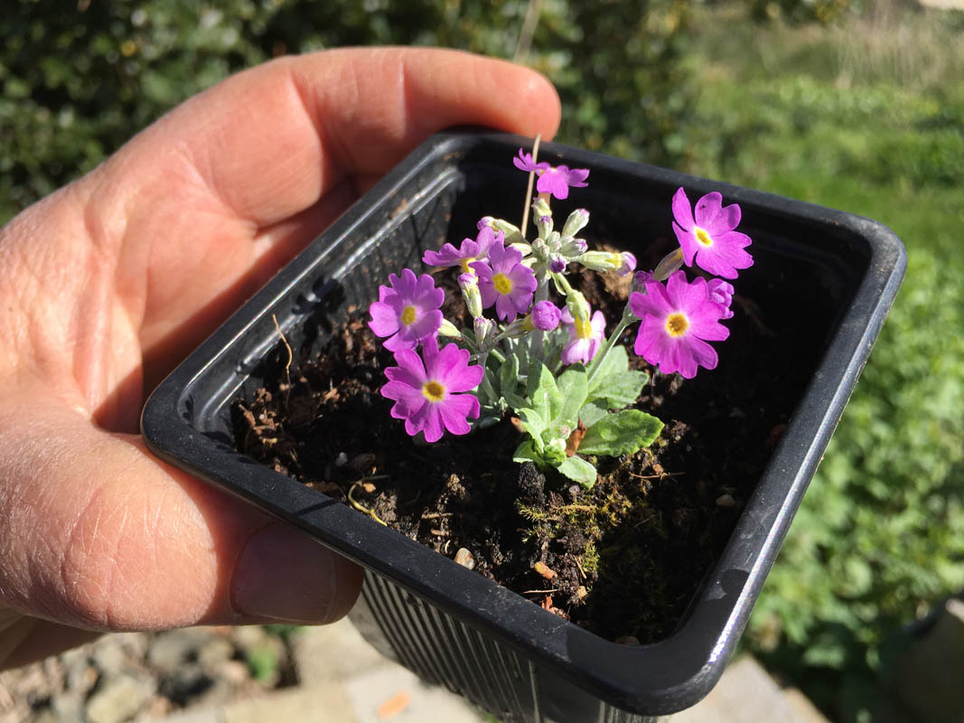 Primula frondosa photo